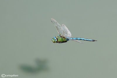 Anax imperator male