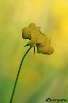 Lotus corniculatus