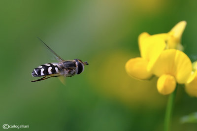 Scaeva pyrastri