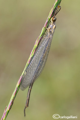 Macronemurus appendiculatus male