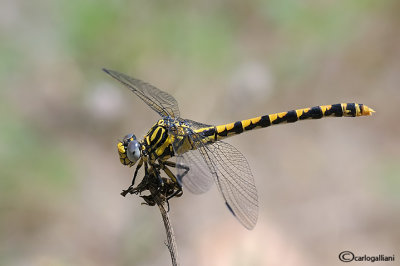 Onycogomphus uncatus