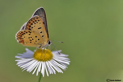 Licaena tityrus