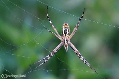 Argiope bruennichi