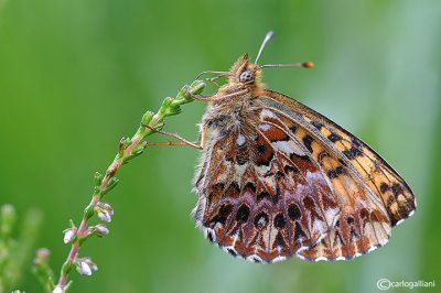 Boloria titania