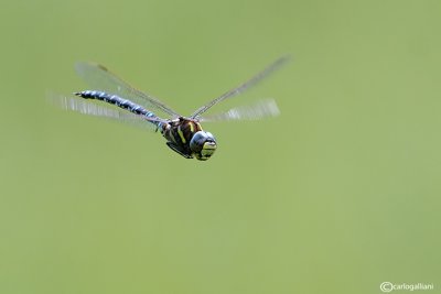 Aeshna juncea 