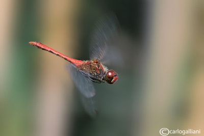 Sympetrum sanguineum