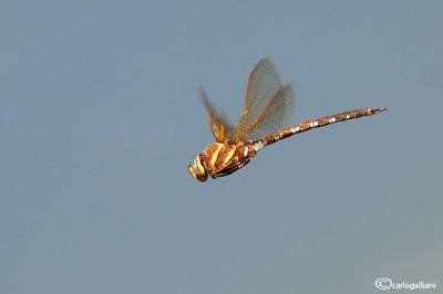 Aeshna grandis male