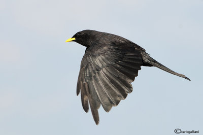 Gracchio alpino (Pyrrhocorax graculus)