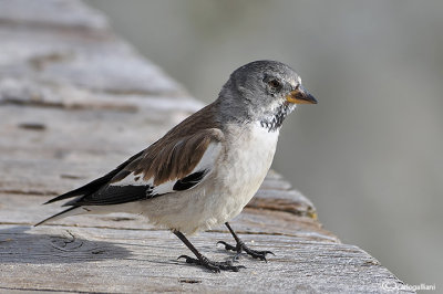 Fringuello alpino (Montifringilla nivalis)