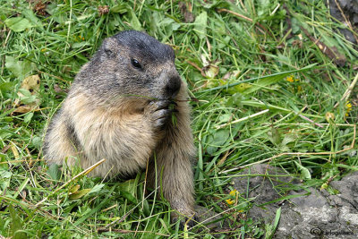 Marmotta-Alpine marmot (Marmota marmota)