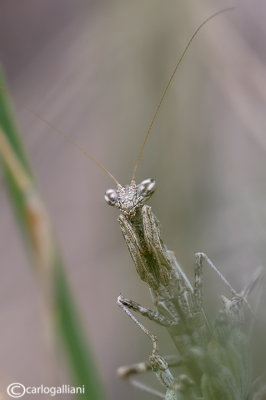 European Dwarf Mantis - Ameles spallanzania