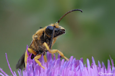 Halictus scabiosa