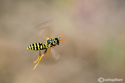 Polistes gallicus