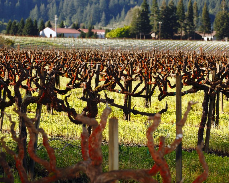 Alexandar Valley Cab Vines