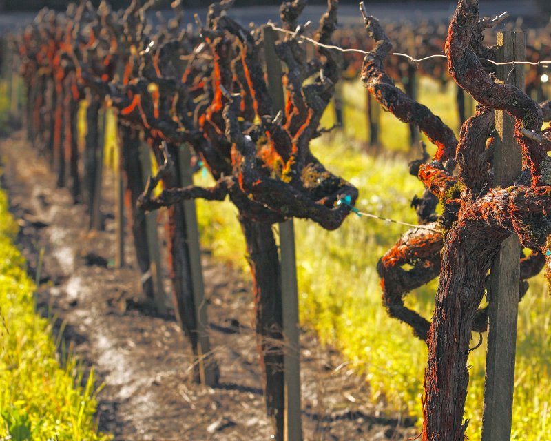 Alexandar Valley Cab Vines