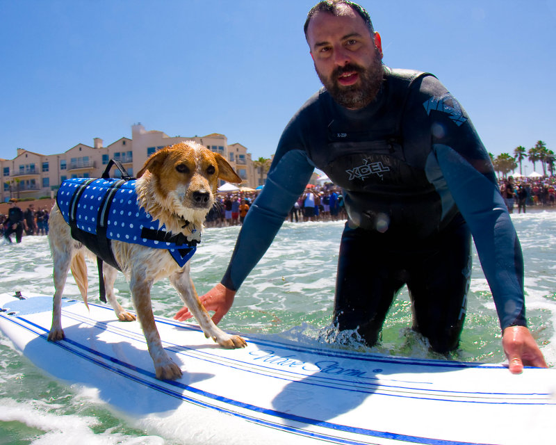 Surf Dogs