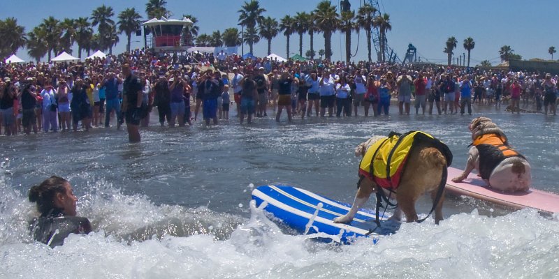 Surf Dogs