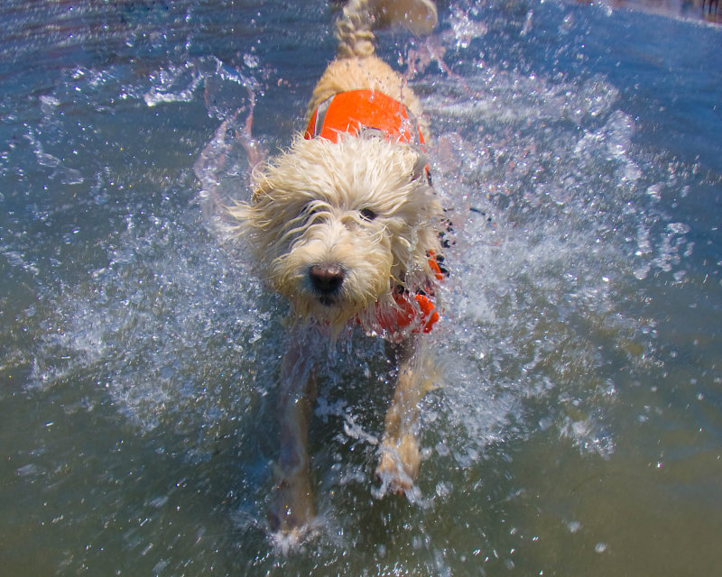 Surf Dogs