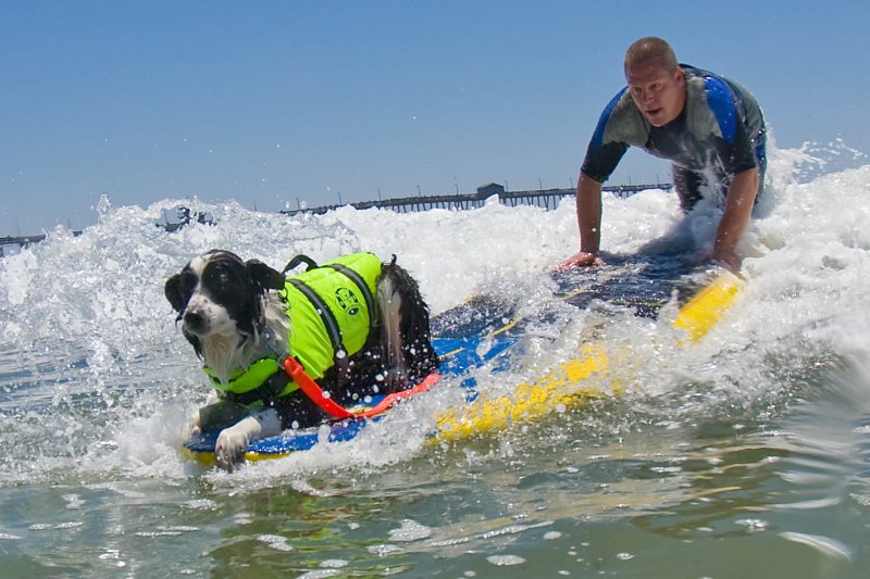 Surf Dogs