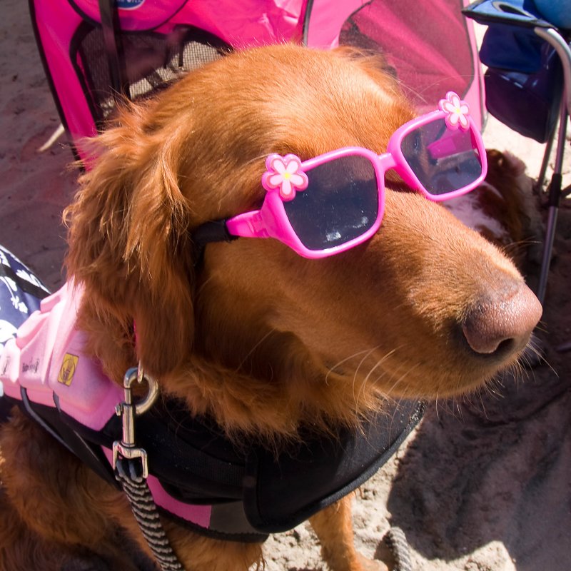 Surf Dogs