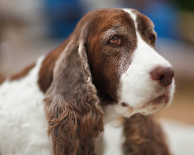 Our 14 year old Springer girl, Juliet