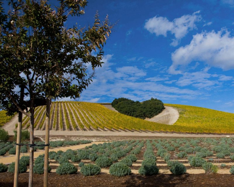 Niner Winery - Paso Robles