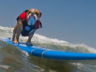 Surf Dog 'Dozer'