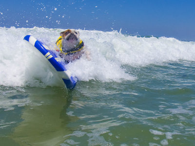 Surf Dogs