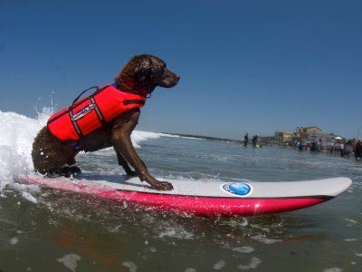 Surf Dog 'Stanley'  Owner Craig Haverstick