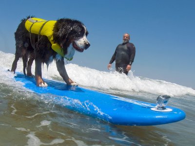 Surf Dog Nani