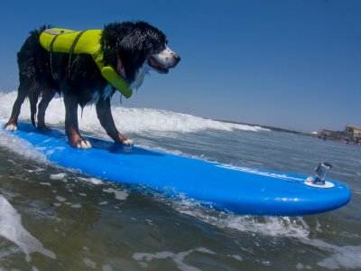 Surf Dog Nani