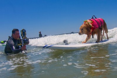 Surf Dogs