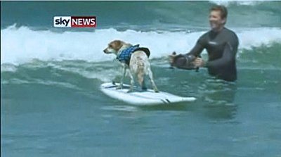 Surf Dogs