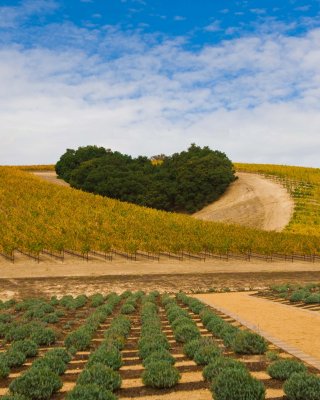 Niner Winery - Paso Robles