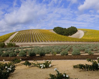 Niner Winery - Paso Robles