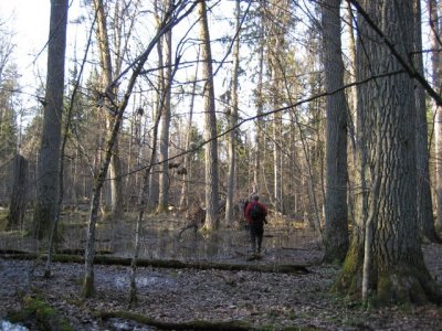 wet oak-dominated forest in Bialowieza.jpg