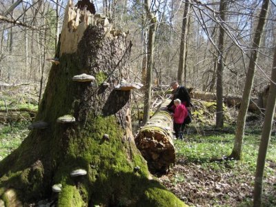 coarse spruce log Bialowieza april 2011.jpg