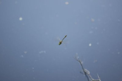 guldtrollslnda maj 2011.jpg