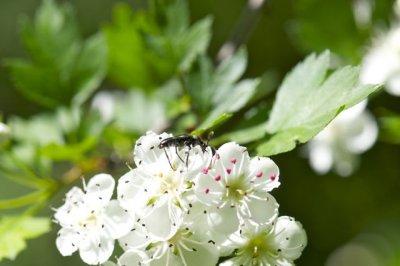 sexflckig blombock  Anoplodera sexguttata.jpg