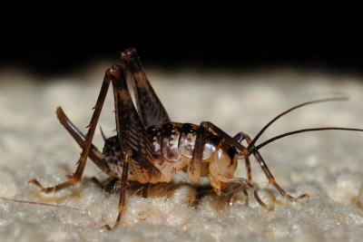 Mormon Cricket