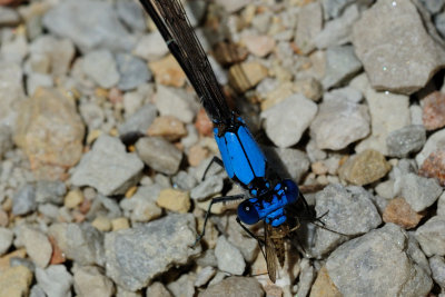 Blue Fronted Dancer - Argia Apicailis - Male -Eating a Misquito