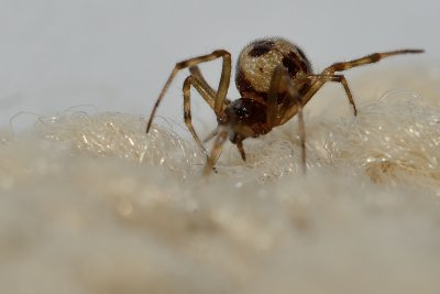 House Spider-Parasteatoda tepidariorum