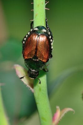 Japanese Beetle on a rose stem