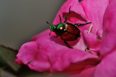 Japanese Beetle eating my rose bush