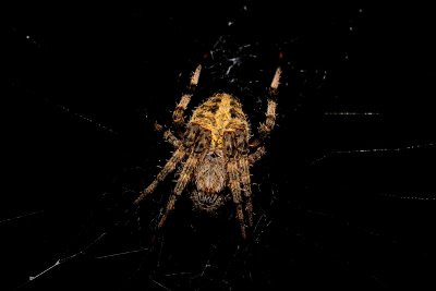 Barn Spider in its web