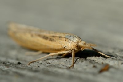 Sod Webworm Moth