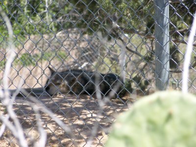 Mexican Wolf