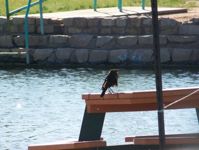 river and zoo 011.JPG