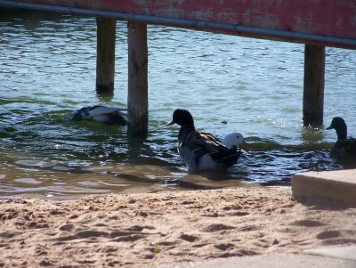 river and zoo 014.JPG
