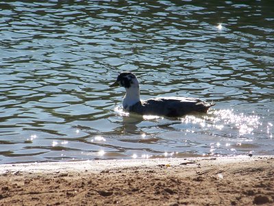 river and zoo 015.JPG